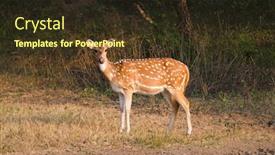  Presentation with ecology animal - PPT theme with young-female-chital-or-spotted background and a tawny brown colored foreground
