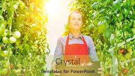  Presentation with flare - Beautiful presentation theme featuring young female farmer carrying tomatoes in crate with yellow lens flare in background backdrop and a yellow colored foreground