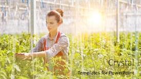  Presentation with greenhouse - Presentation design featuring female farmer standing in greenhouse background and a yellow colored foreground