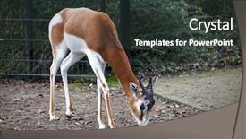  Presentation with zoo - Presentation theme having young female gazelles eating grass in the zoo aviary springbok antidorcas marsupialis background and a dark gray colored foreground