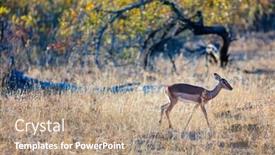  Presentation with safari south africa - Beautiful theme featuring young female impala antelope in safari park in south africa backdrop and a coral colored foreground