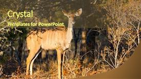  Presentation with safari south africa - Audience pleasing theme consisting of young female kudu antelopes in safari park in south africa backdrop and a tawny brown colored foreground