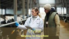  Presentation with cattle - PPT theme enhanced with young-female-veterinarian-in-labcoat background and a  colored foreground