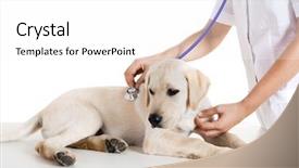  Presentation with veterinary - Slides with young female veterinary taking care background and a white colored foreground