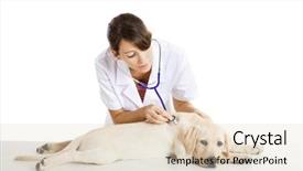  Presentation with veterinary - Slides enhanced with young female veterinary taking care background and a lemonade colored foreground