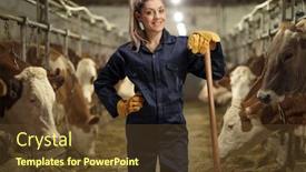  Presentation with dairy cow - Audience pleasing theme consisting of young-female-worker backdrop and a tawny brown colored foreground