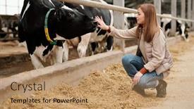 Presentation with animal cow - Presentation theme consisting of young-female-worker background and a coral colored foreground
