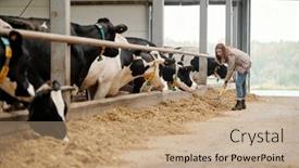  Presentation with livestock - Presentation having young-female-worker background and a coral colored foreground