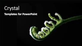  Presentation with shining light - Presentation theme having young-fern-bud-slowly-uncurling background and a black colored foreground