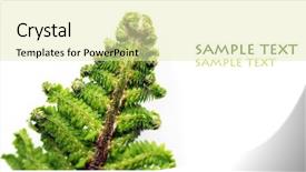  Presentation with fern - Cool new slide set with young fern leaf against white background backdrop and a soft green colored foreground