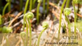  Presentation with fern - Slides having young-fern-leaves-uncurling background and a yellow colored foreground