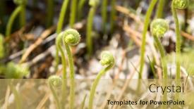  Presentation with fern - Presentation design featuring young fern leaves uncurling in the morning sunlight in the springtime background and a yellow colored foreground