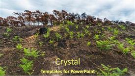  Presentation with ferns - PPT theme enhanced with young-ferns-grow-a-few background and a tawny brown colored foreground