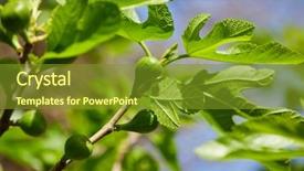 Presentation with fig tree - Presentation theme enhanced with young figs on the branch background and a  colored foreground