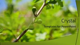  Presentation with fig tree - Amazing presentation theme having young figs on the branch backdrop and a  colored foreground