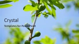  Presentation with branch - Amazing presentation having young figs on the branch backdrop and a  colored foreground