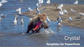  Presentation with brown bear - Cool new slide deck with young-fishing-brown-bear backdrop and a ocean colored foreground