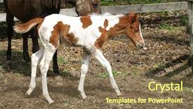  Presentation with foal - PPT theme featuring young foal and mother background and a violet colored foreground