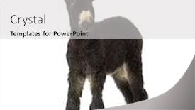  Presentation with foal - Audience pleasing theme consisting of young-foal-donkey-baudet-du backdrop and a light gray colored foreground