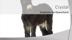  Presentation with foal - Amazing PPT layouts having young-foal-donkey-baudet-du backdrop and a light gray colored foreground