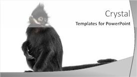  Presentation with langur - Presentation design featuring young-fran-ois-langur-looking background and a white colored foreground