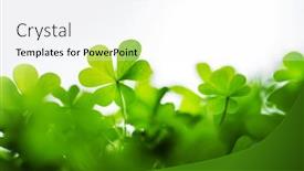 Presentation with clover - Presentation theme enhanced with young-fresh-green-clover-leaves background and a white colored foreground