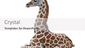  Presentation with camels resting in the desert - Beautiful PPT theme featuring young-giraffe-resting-isolated backdrop and a light gray colored foreground