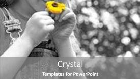  Presentation with daisy - Presentation consisting of young-girl-holding-daisy background and a gray colored foreground