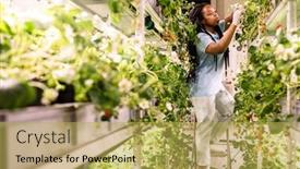  Presentation with crops - PPT theme featuring young-gloved-african-female-taking background and a yellow colored foreground