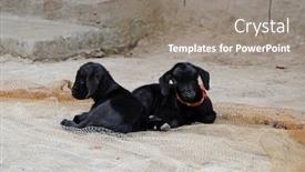  Presentation with village india - Slides consisting of young-goats-on-a-farm background and a gray colored foreground