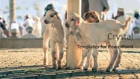 Presentation with oman - Amazing presentation design having young-goats-on-display backdrop and a coral colored foreground