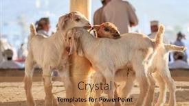  Presentation with oman - Audience pleasing slide set consisting of young-goats-on-display backdrop and a coral colored foreground