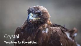  Presentation with mongolia - Colorful theme enhanced with young golden eagle closeup mongolia backdrop and a tawny brown colored foreground