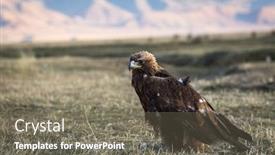  Presentation with mongolian - Amazing PPT layouts having young golden eagle sits backdrop and a gray colored foreground