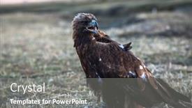  Presentation with mongolia - Amazing PPT layouts having young golden eagle sits backdrop and a gray colored foreground