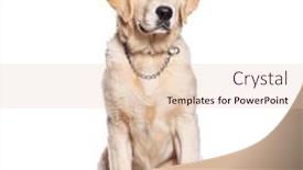  Presentation with golden - Slide set consisting of young-golden-retriever-wearing background and a lemonade colored foreground