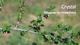  Presentation with gooseberry - PPT theme having young gooseberry bush in early background and a coral colored foreground
