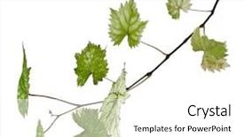 Presentation with grape vine - Amazing presentation design having young grape vine plant close up isolated on white background backdrop and a white colored foreground