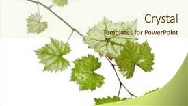  Presentation with grape vine - Cool new slide deck with goat close up portrait on nature background backdrop and a violet colored foreground