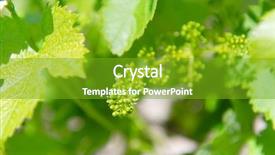  Presentation with vine - Cool new theme with young grapes in vine yard backdrop and a  colored foreground