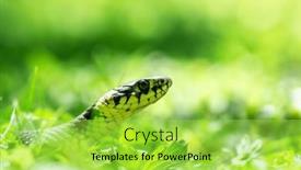  Presentation with grass - Slides having young-grass-snake-natrix background and a yellow colored foreground