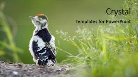  Presentation with question - Slide set consisting of young great spotted woodpecker background and a tawny brown colored foreground