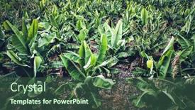  Presentation with plantation - Theme enhanced with young-green-banana-plantation-farming background and a ocean colored foreground