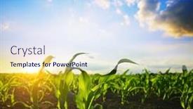  Presentation with plants growing - Colorful PPT theme enhanced with young-green-corn-plants-growing backdrop and a sky blue colored foreground