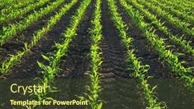  Presentation with plants growing - Beautiful PPT theme featuring young-green-corn-plants-growing backdrop and a tawny brown colored foreground