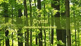 Presentation with green maple leaves - Beautiful theme featuring young green forest with maple backdrop and a tawny brown colored foreground