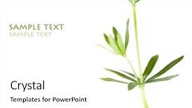  Presentation with green leaves - Cool new presentation with young green leaves against white backdrop and a white colored foreground