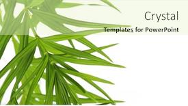  Presentation with green leaves - Cool new PPT theme with young-green-leaves-against-white and a soft green colored foreground