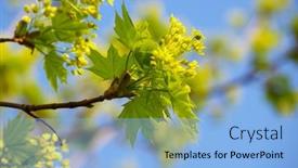  Presentation with green maple leaves - 
