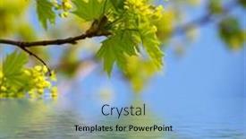  Presentation with green maple leaves - 